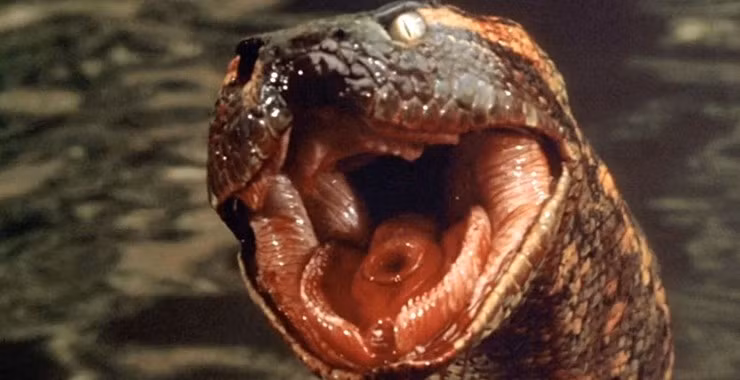 Lanh gay 3 loai tran nhu quai vat khong lo, do ai dam tiep can-Hinh-10