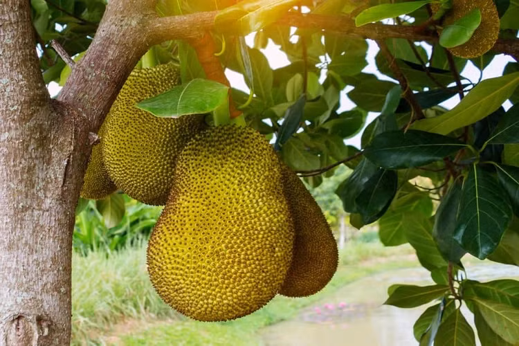 Top trai cay co ham luong magie cao tot cho suc khoe