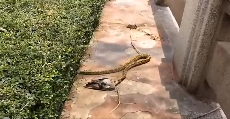 Dang di dao, bat ngo bat gap 