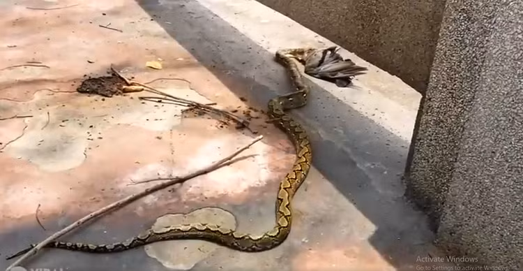 Dang di dao, bat ngo bat gap 