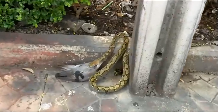 Dang di dao, bat ngo bat gap 