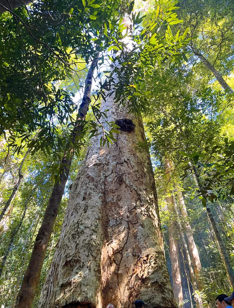 Ngam cay sao cat ngan nam tuoi “quy nhu vang” o Kon Tum