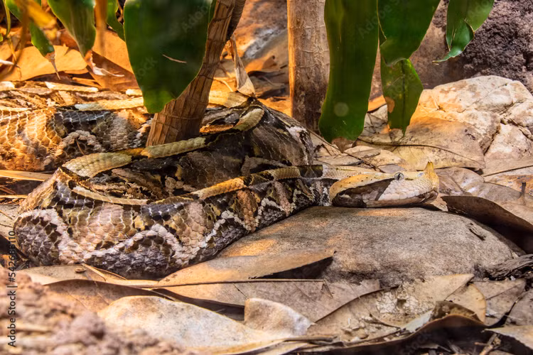 Loai ran beo nhat the gioi, ran ho mang chua phai de chung-Hinh-7