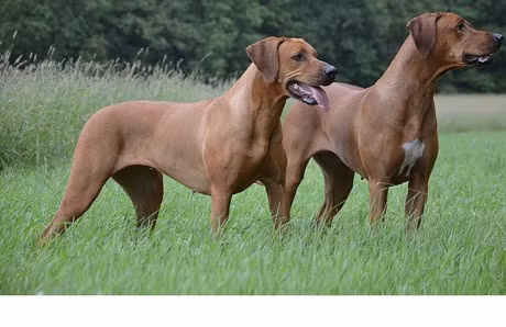 Loai cho so huu chi so IQ cuc cao, san duoc ca su tu-Hinh-7