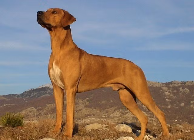 Loai cho so huu chi so IQ cuc cao, san duoc ca su tu-Hinh-8