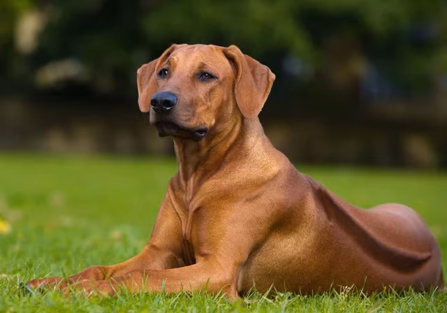 Loai cho so huu chi so IQ cuc cao, san duoc ca su tu-Hinh-2