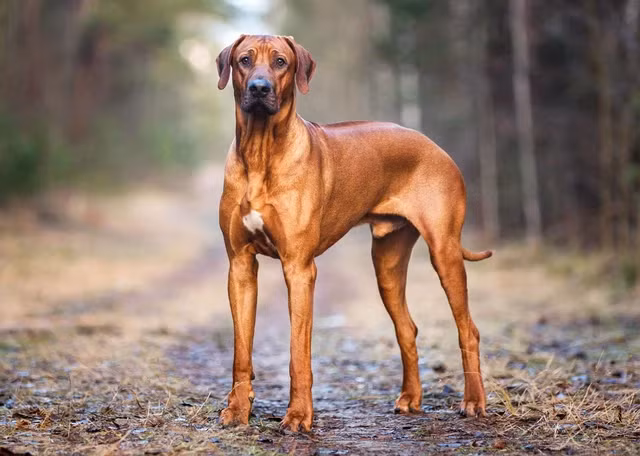 Loai cho so huu chi so IQ cuc cao, san duoc ca su tu