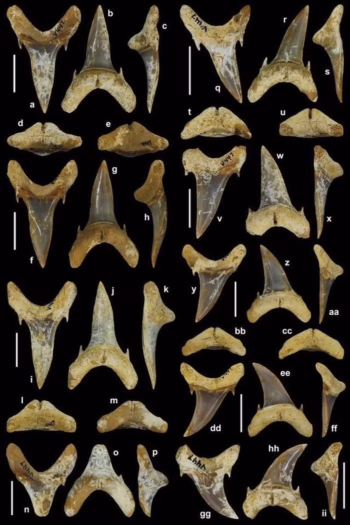 Quai vat 65 trieu tuoi lo dien, la sat thu hang dau dai duong