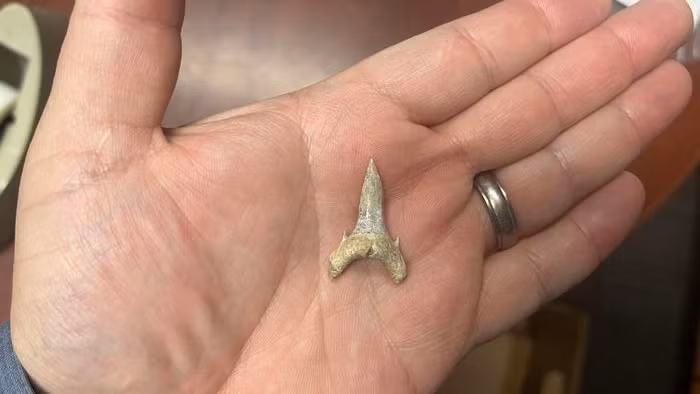 Quai vat 65 trieu tuoi lo dien, la sat thu hang dau dai duong-Hinh-3