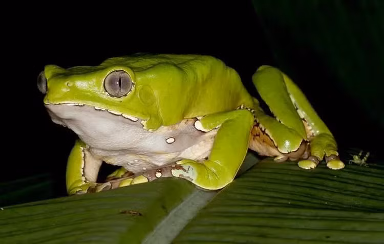 Top dong vat gay ao giac cuc manh, cho dai den gan-Hinh-8