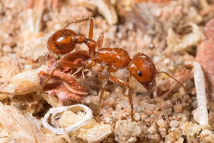 Top dong vat gay ao giac cuc manh, cho dai den gan