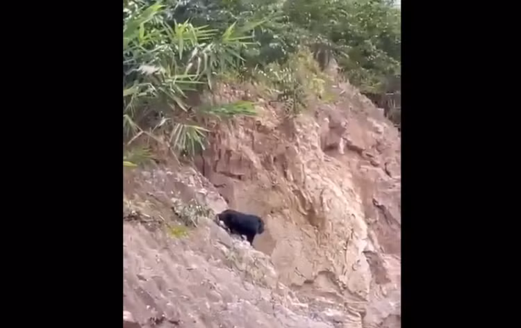 Linh truong bat ngo xuat hien tai khu dan cu Hoa Binh: Loai cuc hiem!-Hinh-4