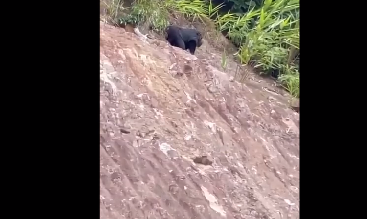 Linh truong bat ngo xuat hien tai khu dan cu Hoa Binh: Loai cuc hiem!-Hinh-2