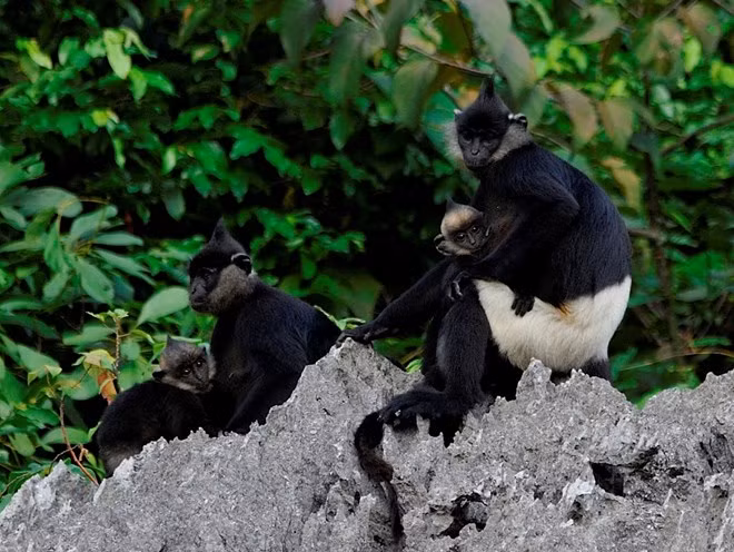 Linh truong bat ngo xuat hien tai khu dan cu Hoa Binh: Loai cuc hiem!-Hinh-7