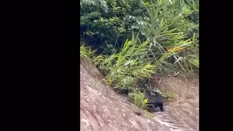 Linh truong bat ngo xuat hien tai khu dan cu Hoa Binh: Loai cuc hiem!-Hinh-3