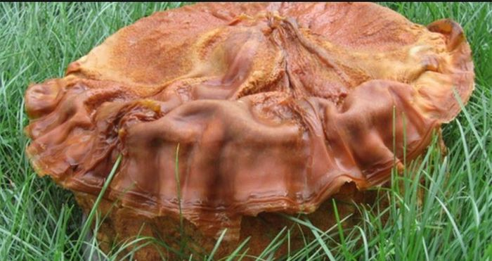 Vot duoc tang thit khung, ai ngo la bau vat gia nghin ty dong-Hinh-8