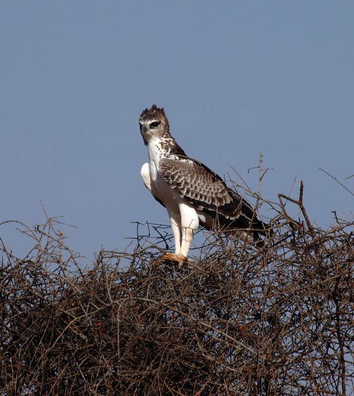 Top 7 loai chim hung han nhat qua dat, ac mong cua con nguoi-Hinh-6