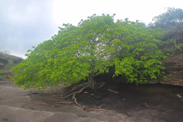 Loai cay nguy hiem nhat the gioi, toan than chua chat kich doc-Hinh-4