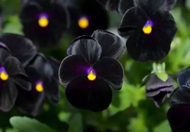 Kho tim thay loai hoa mau den tren Trai dat, ly do cuc bat ngo-Hinh-6