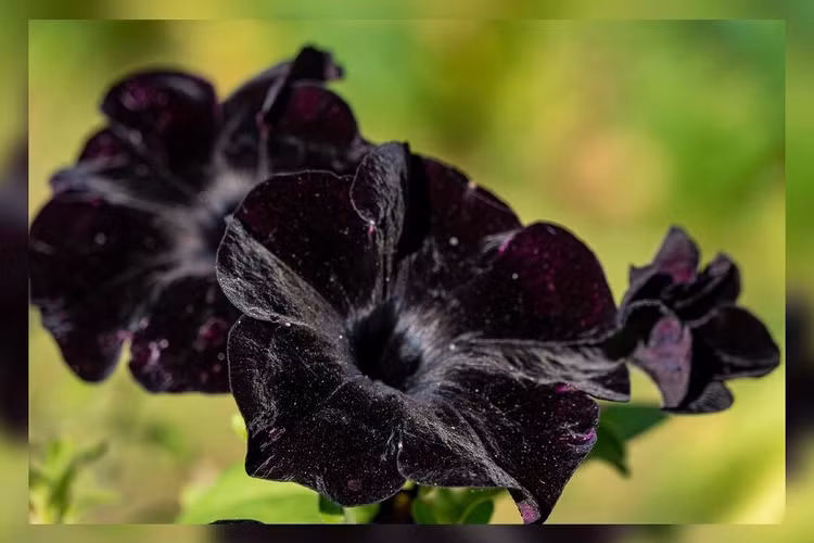 Kho tim thay loai hoa mau den tren Trai dat, ly do cuc bat ngo-Hinh-2