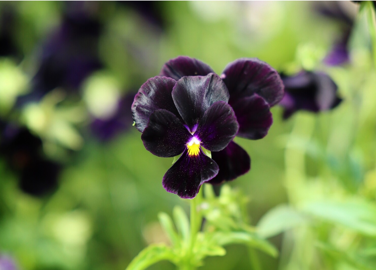 Kho tim thay loai hoa mau den tren Trai dat, ly do cuc bat ngo-Hinh-4