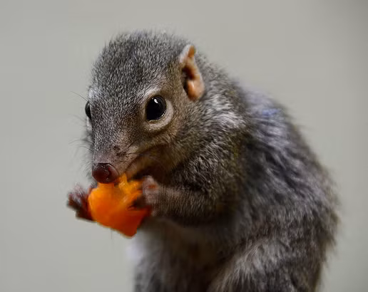 Sinh vat doc la, menh danh 'chien than an cay' cua gioi dong vat-Hinh-2