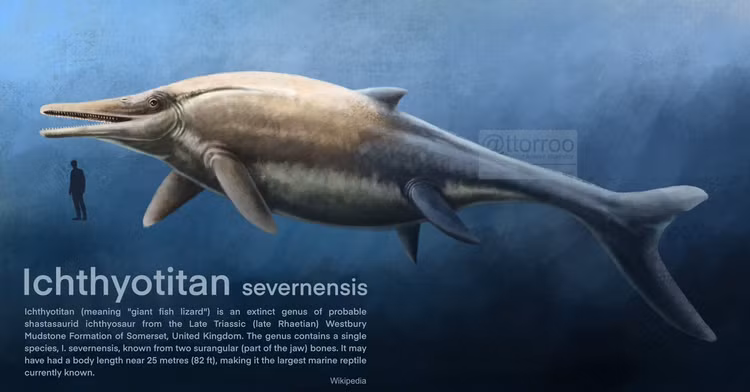 Di dao bai bien, giat minh phat hien 'quai vat' 200 trieu nam tuoi-Hinh-6