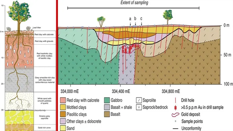 Kinh ngac loai cay tro ra vang that, Viet Nam trong nhieu-Hinh-4