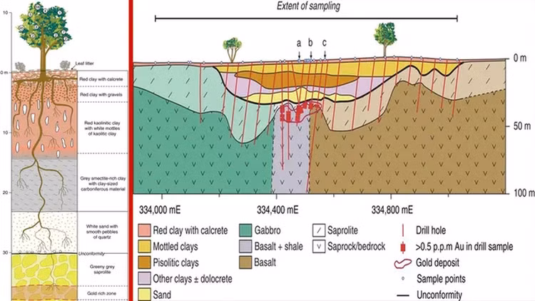 Kinh ngac loai cay tro ra vang that, Viet Nam trong nhieu-Hinh-4