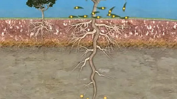 Kinh ngac loai cay tro ra vang that, Viet Nam trong nhieu-Hinh-3