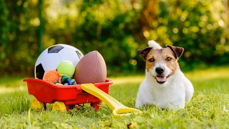 Giat minh ve kha nang dac biet chua tung biet cua loai cho-Hinh-6