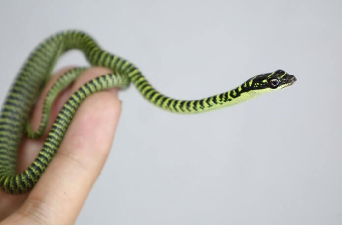 Loai ran 'oan uc' nhat Viet nam, tuong cuc doc hoa ra vo hai-Hinh-9