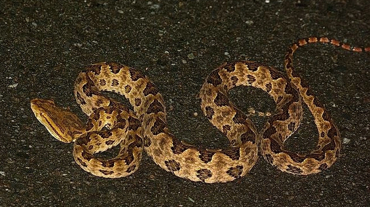 Loai ran 'oan uc' nhat Viet nam, tuong cuc doc hoa ra vo hai-Hinh-6