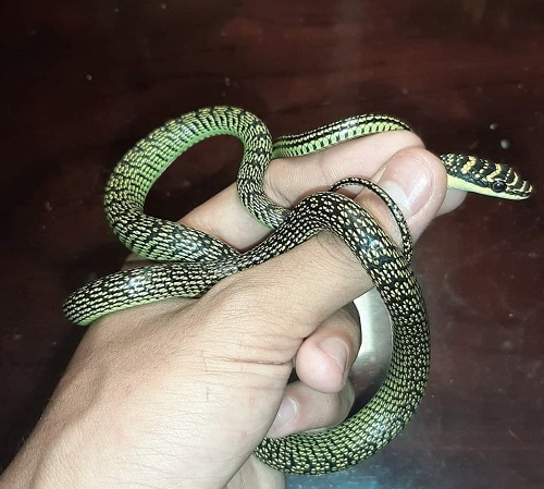 Loai ran 'oan uc' nhat Viet nam, tuong cuc doc hoa ra vo hai-Hinh-8