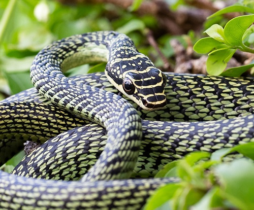 Loai ran 'oan uc' nhat Viet nam, tuong cuc doc hoa ra vo hai-Hinh-3