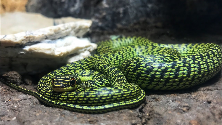 Loai ran 'oan uc' nhat Viet nam, tuong cuc doc hoa ra vo hai