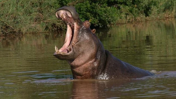 Động vật kỳ lạ sở hữu nhiều dạ dày, tiêu hóa được cả đá - Hình 6 Dong vat ky la so huu nhieu da day, tieu hoa duoc ca da-Hinh-6