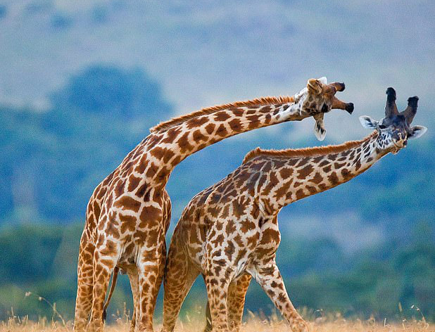 Động vật kỳ lạ sở hữu nhiều dạ dày, tiêu hóa được cả đá - Hình 3 Dong vat ky la so huu nhieu da day, tieu hoa duoc ca da-Hinh-3