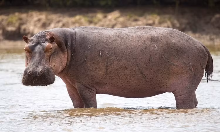 Dong vat ky la so huu nhieu da day, tieu hoa duoc ca da-Hinh-5