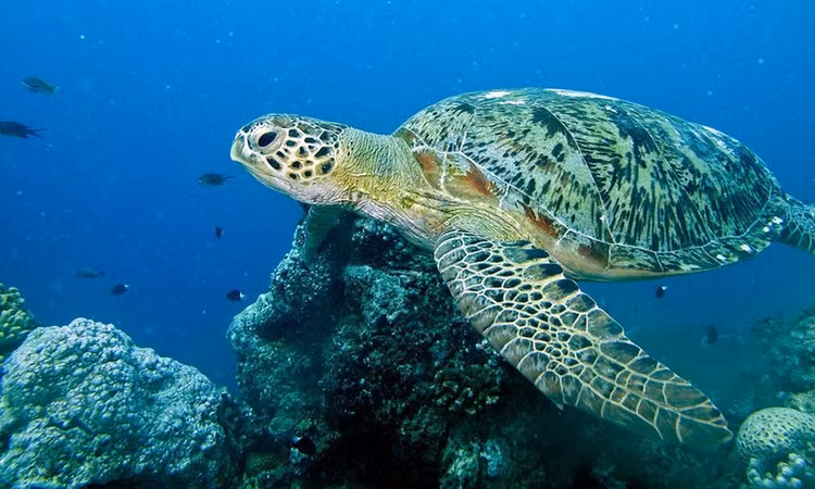 Tiet lo thu vi ve giong rua xanh tu Malaysia den Con Dao de trung-Hinh-4