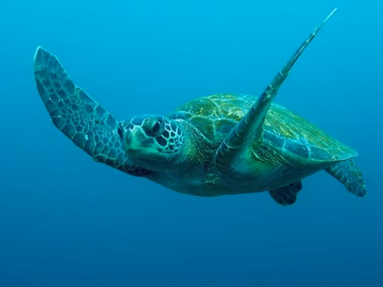 Tiet lo thu vi ve giong rua xanh tu Malaysia den Con Dao de trung-Hinh-2