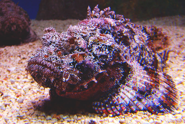 Top 6 loai ca so huu sieu nang luc, so 3 kho tin nhat-Hinh-8