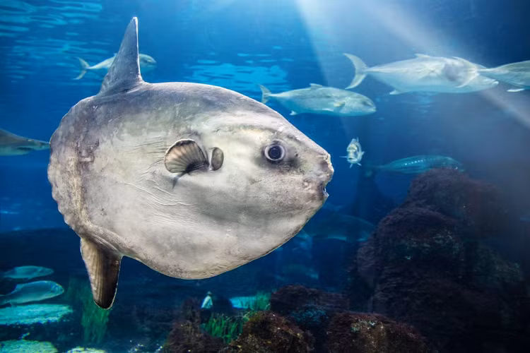 Ngoai hinh ky la cua loai ca luoi nhac nhat hanh tinh-Hinh-4