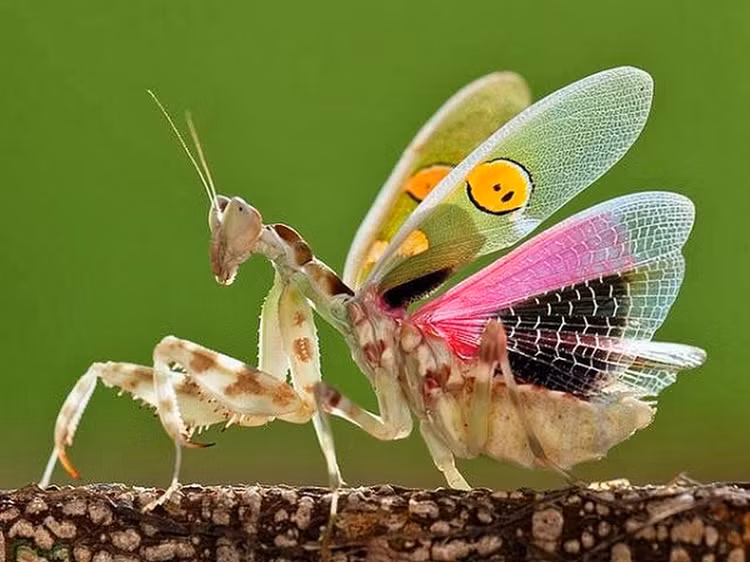 Loat dong vat ky di tai Viet Nam, am anh nhat so 5-Hinh-2