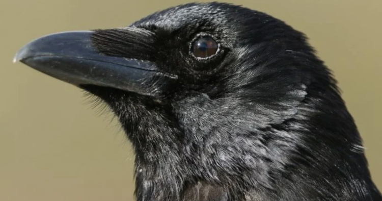 Top 3 dong vat thu dai nhat hanh tinh, cho dai dac toi-Hinh-4