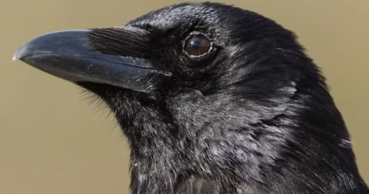 Top 3 dong vat thu dai nhat hanh tinh, cho dai dac toi-Hinh-4