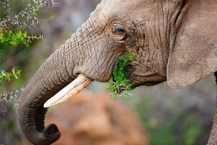 Top 3 dong vat thu dai nhat hanh tinh, cho dai dac toi-Hinh-2