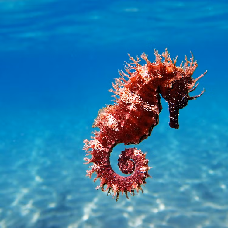 Loa mat nhung loai dong vat hoang da sac so nhat hanh tinh-Hinh-6