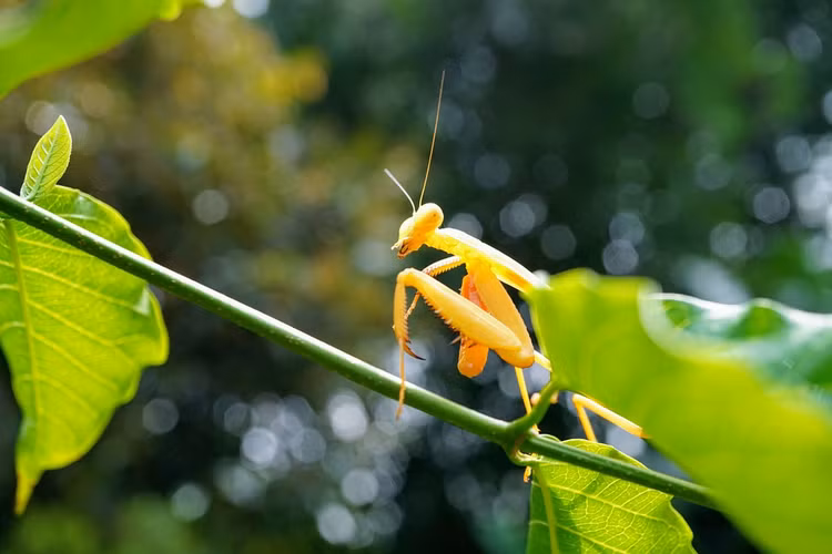 Loa mat nhung loai dong vat hoang da sac so nhat hanh tinh-Hinh-11