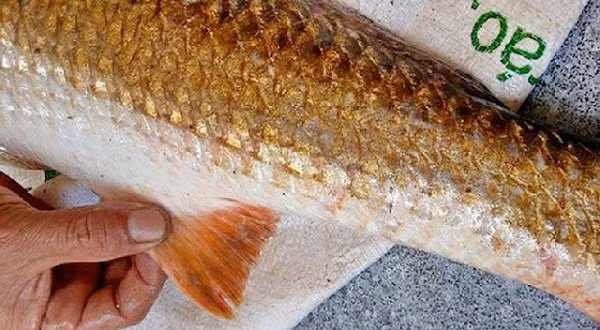 “Diện kiến” loài cá quý của Việt Nam, đại gia chi tiền tỷ săn lùng - Hình 11 “Dien kien” loai ca quy cua Viet Nam, dai gia chi tien ty san lung-Hinh-11